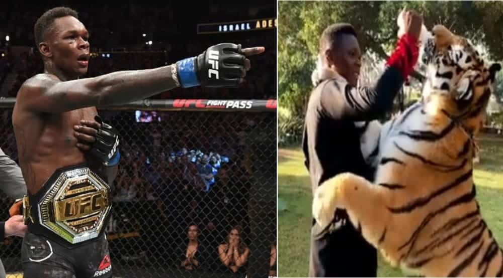 Israel Adesanya Tiger